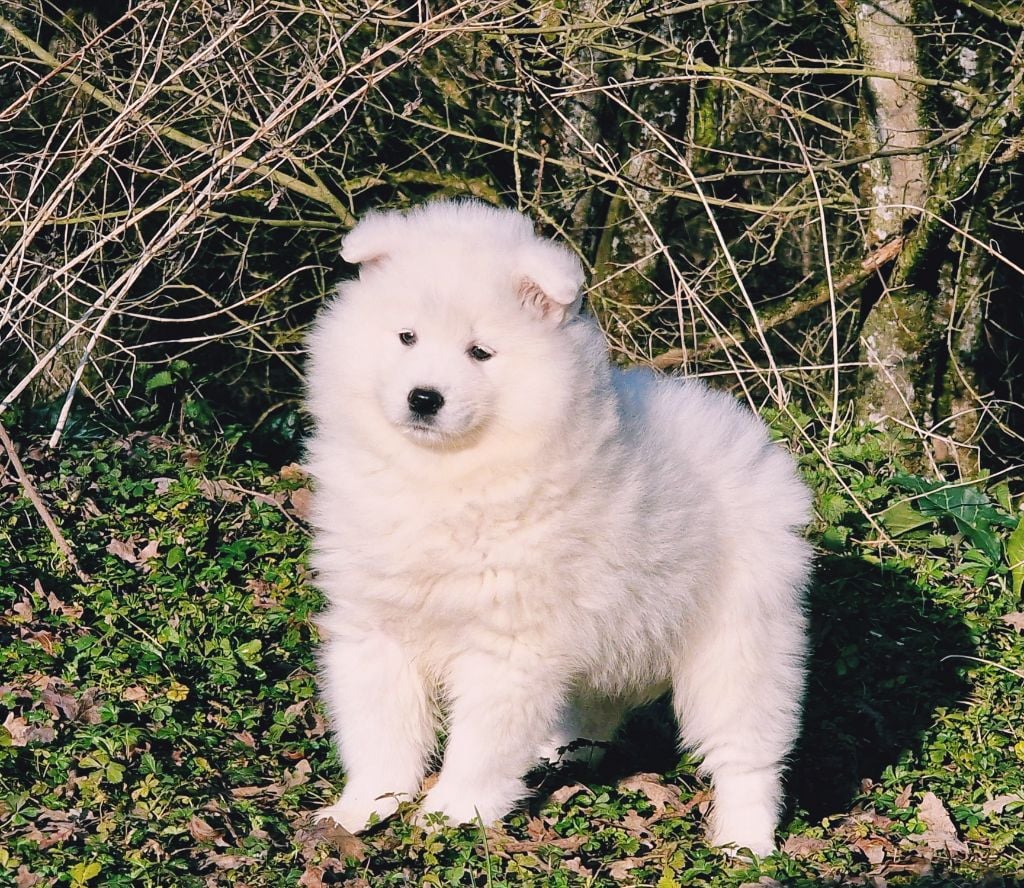 de la vallée de l'empereur - Chiots disponibles - Samoyède