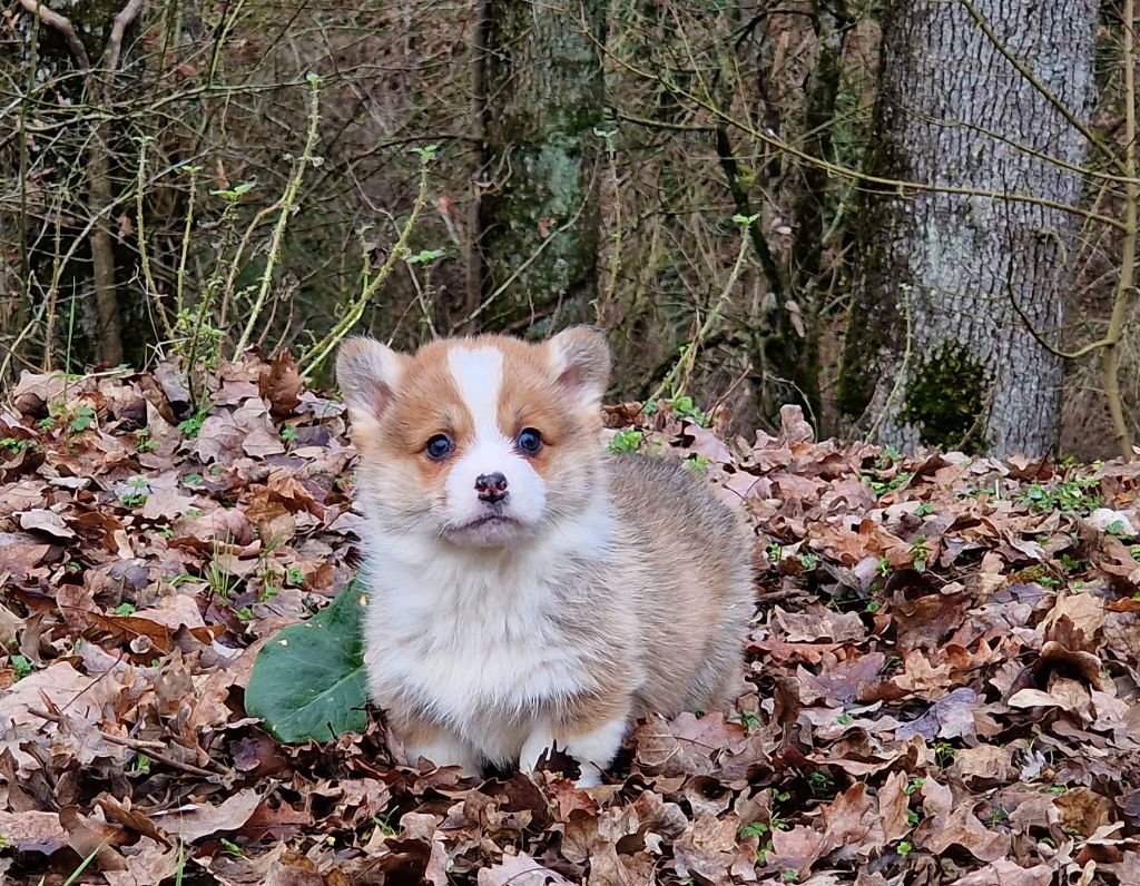 de la vallée de l'empereur - Welsh Corgi Pembroke - Portée née le 21/11/2023