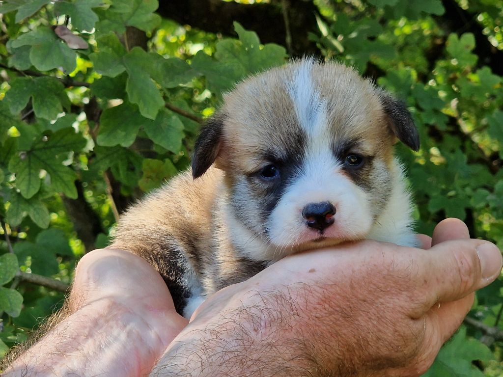 de la vallée de l'empereur - Welsh Corgi Pembroke - Portée née le 23/09/2023