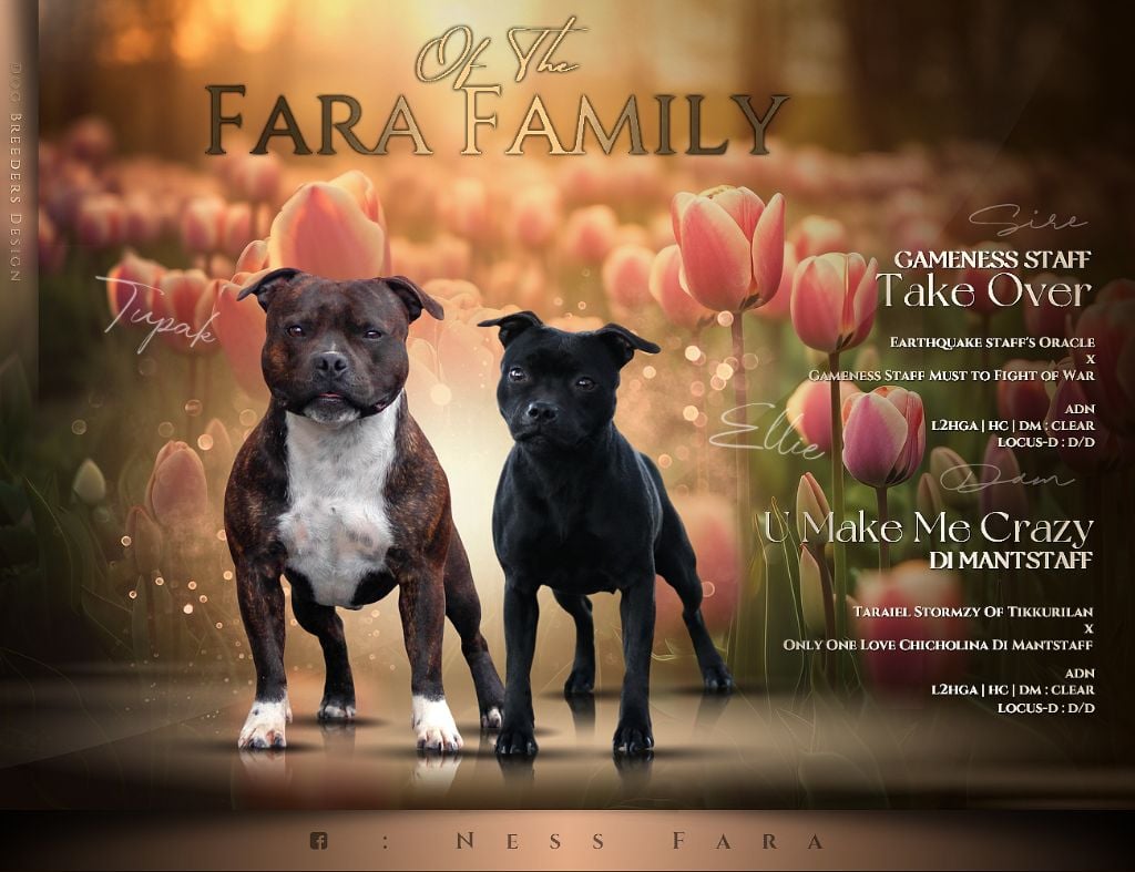 Of The Fara Family - Staffordshire Bull Terrier - Portée née le 14/02/2025