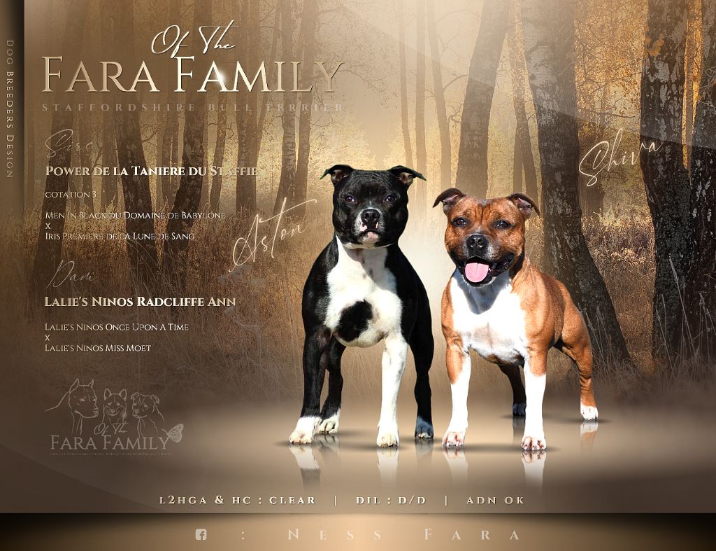 Chiot Staffordshire Bull Terrier Of The Fara Family