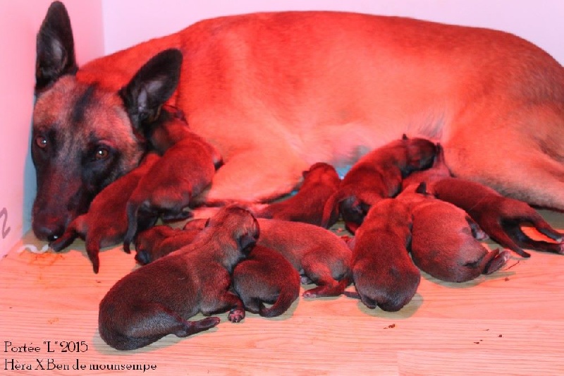 Chiot Berger Belge De L'Odyssée D'Hèra