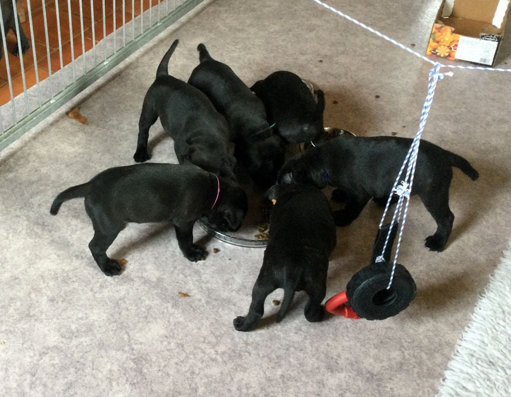 Strictly Staffies - A Table