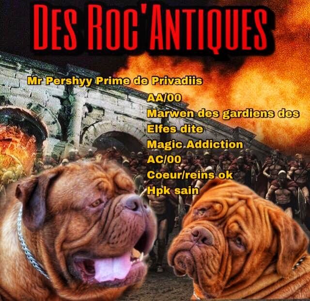 3 bébés chez les Roc'Antiques 