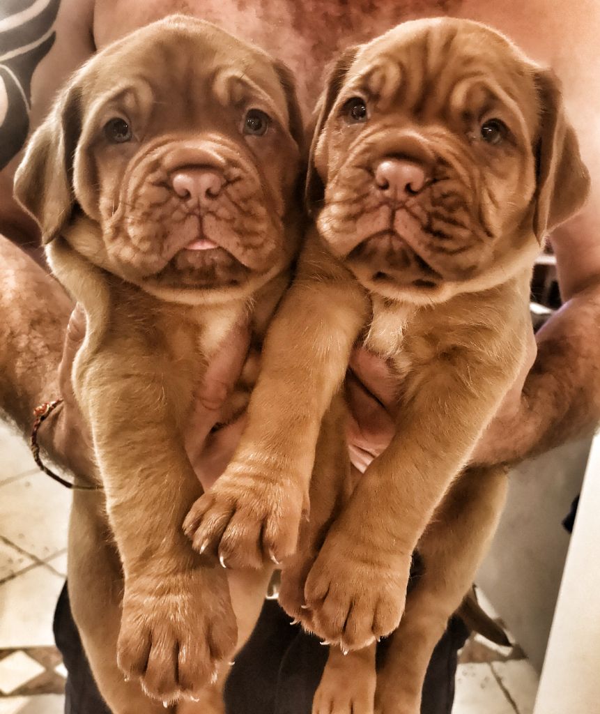 Chiot Dogue de Bordeaux Des Roc'antiques