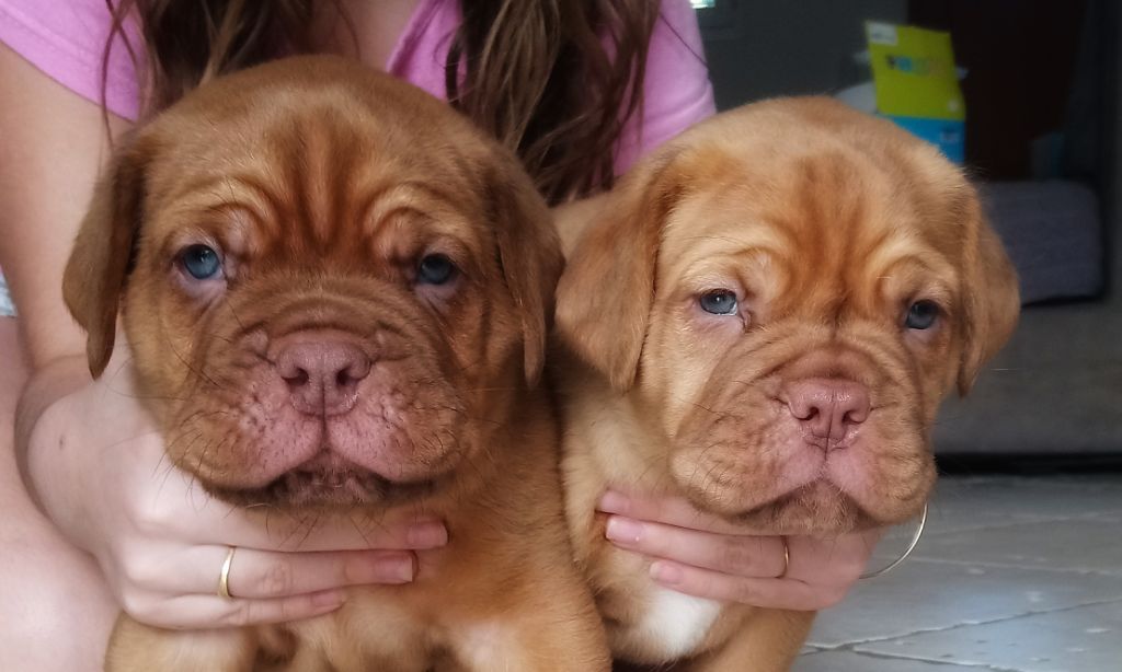 Des Roc'antiques - Dogue de Bordeaux - Portée née le 26/10/2018