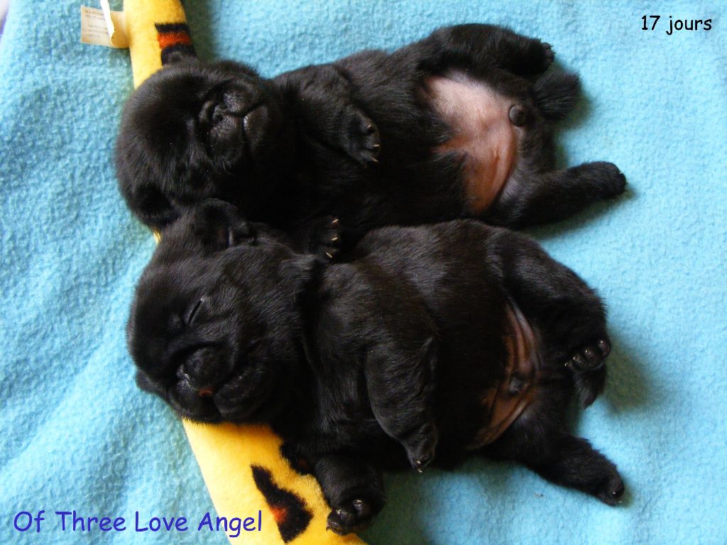 of three love angel - Chiots de Euphoria et Goliath