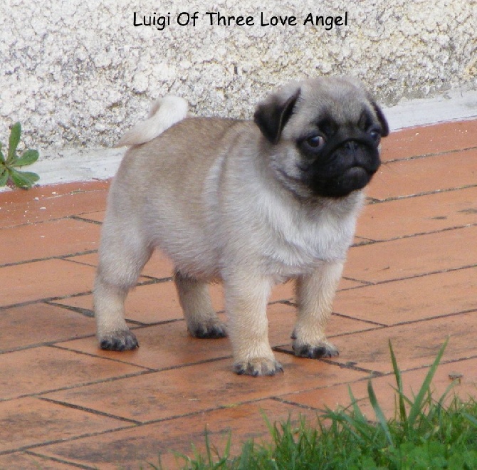 of three love angel - LUIGI OF THREE LOVE ANGEL