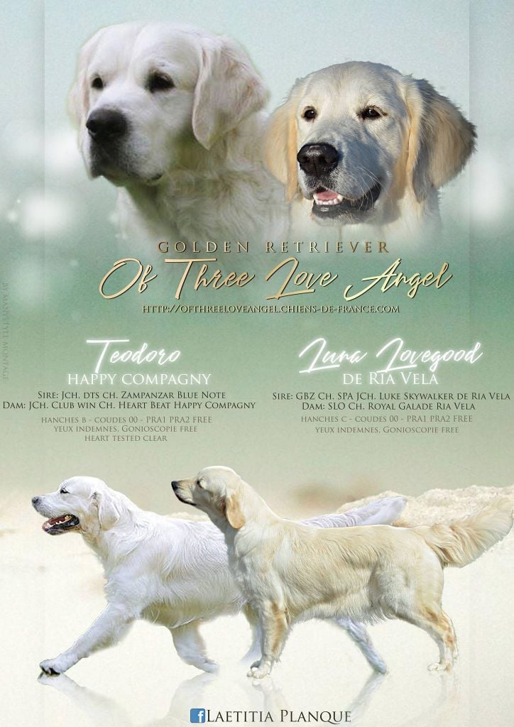 of three love angel - Golden Retriever - Portée née le 14/03/2019