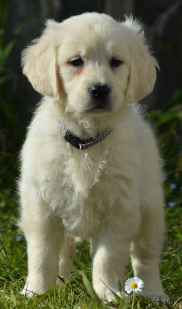 of three love angel - Chiots disponibles - Golden Retriever