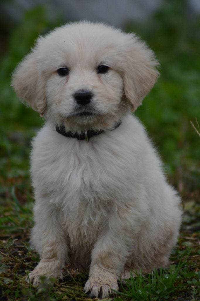 of three love angel - Golden Retriever - Portée née le 12/09/2023