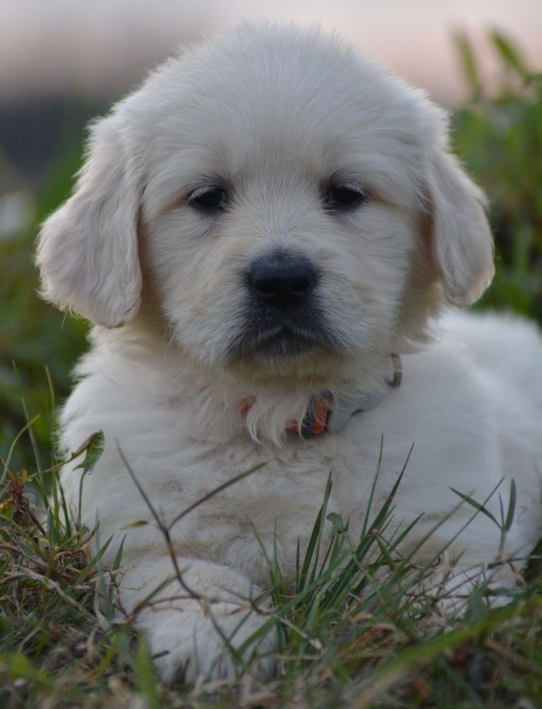 of three love angel - Golden Retriever - Portée née le 07/01/2025