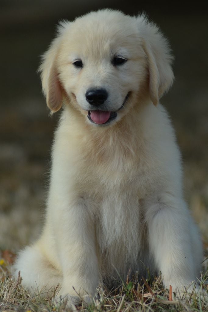 of three love angel - Golden Retriever - Portée née le 16/05/2023