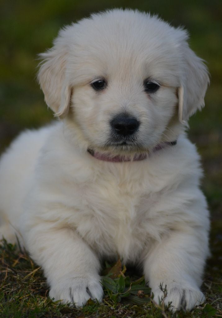 of three love angel - Golden Retriever - Portée née le 07/01/2025