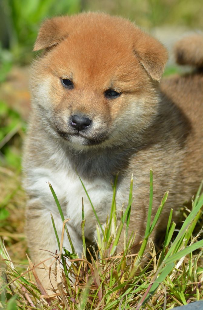 of three love angel - Shiba - Portée née le 17/03/2024