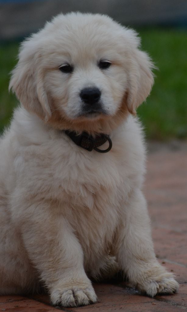 of three love angel - Golden Retriever - Portée née le 22/12/2022