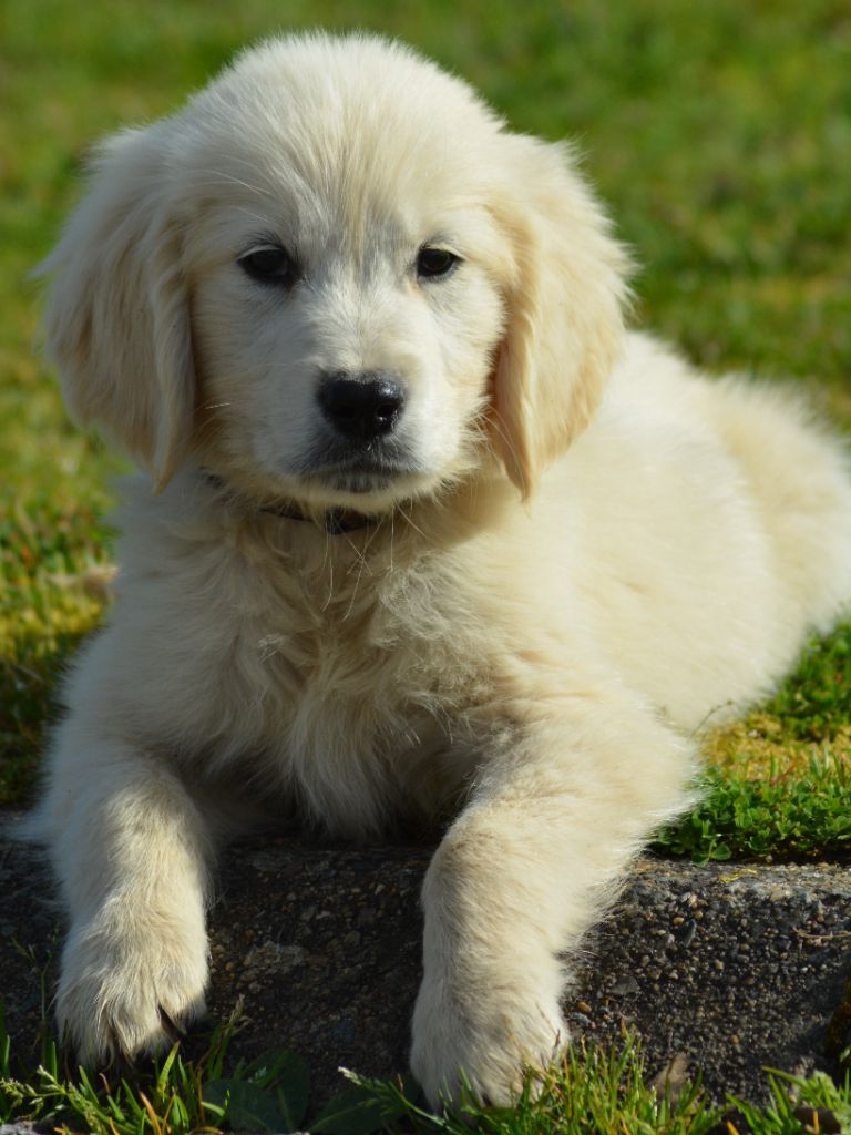 of three love angel - Golden Retriever - Portée née le 26/12/2022