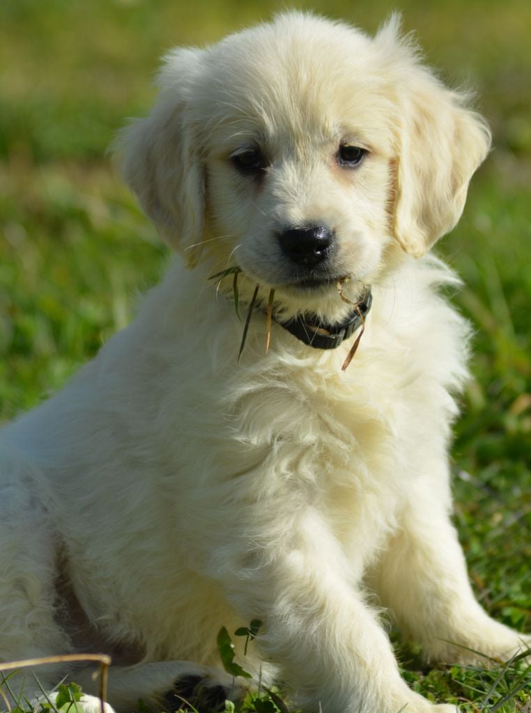 of three love angel - Chiots disponibles - Golden Retriever