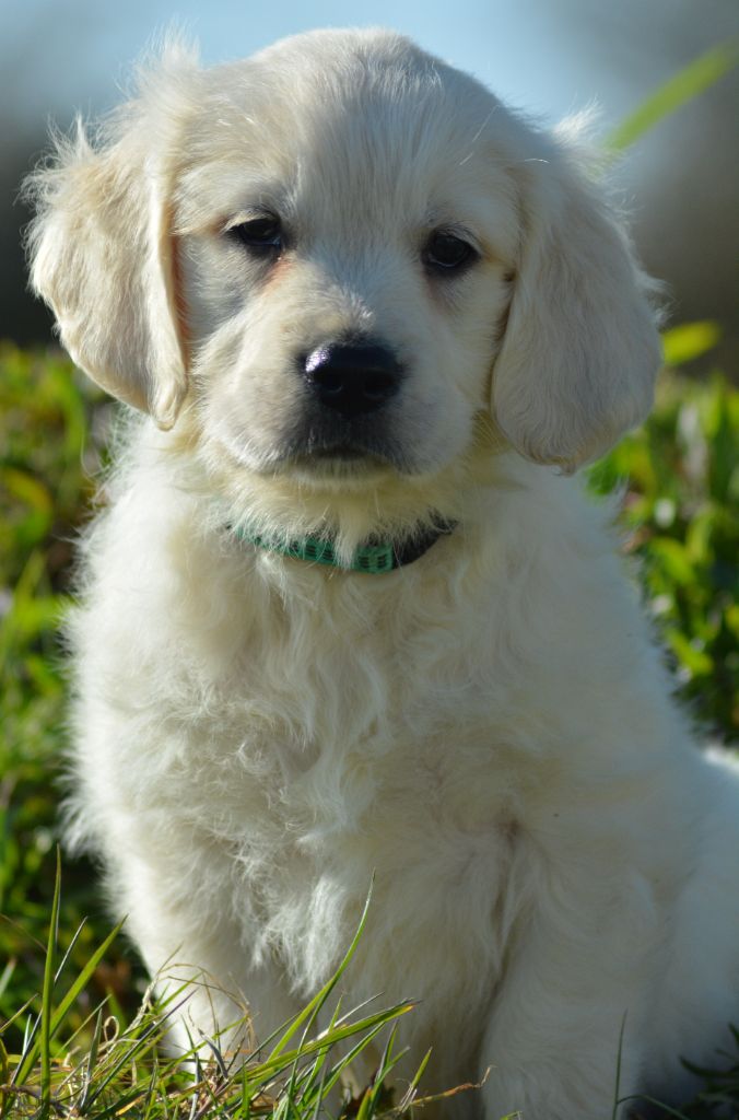 of three love angel - Chiots disponibles - Golden Retriever