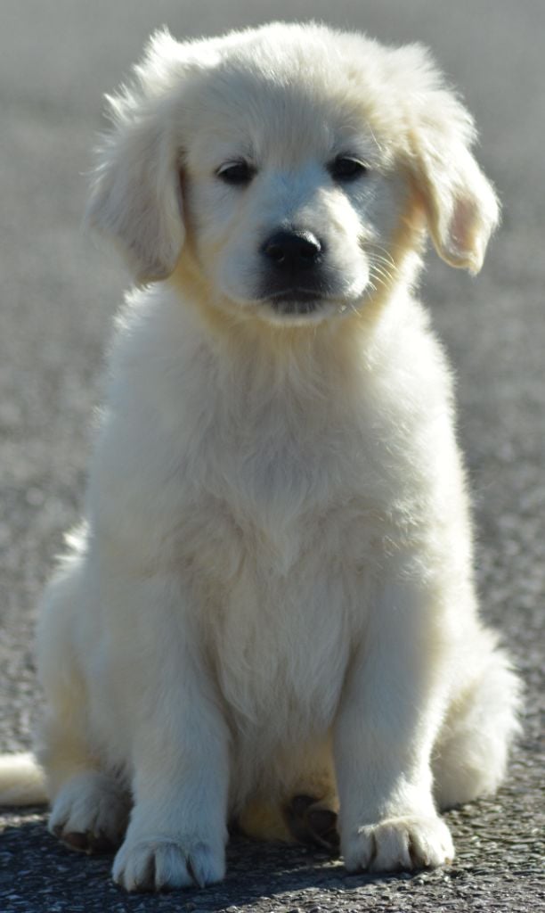 of three love angel - Golden Retriever - Portée née le 15/12/2022