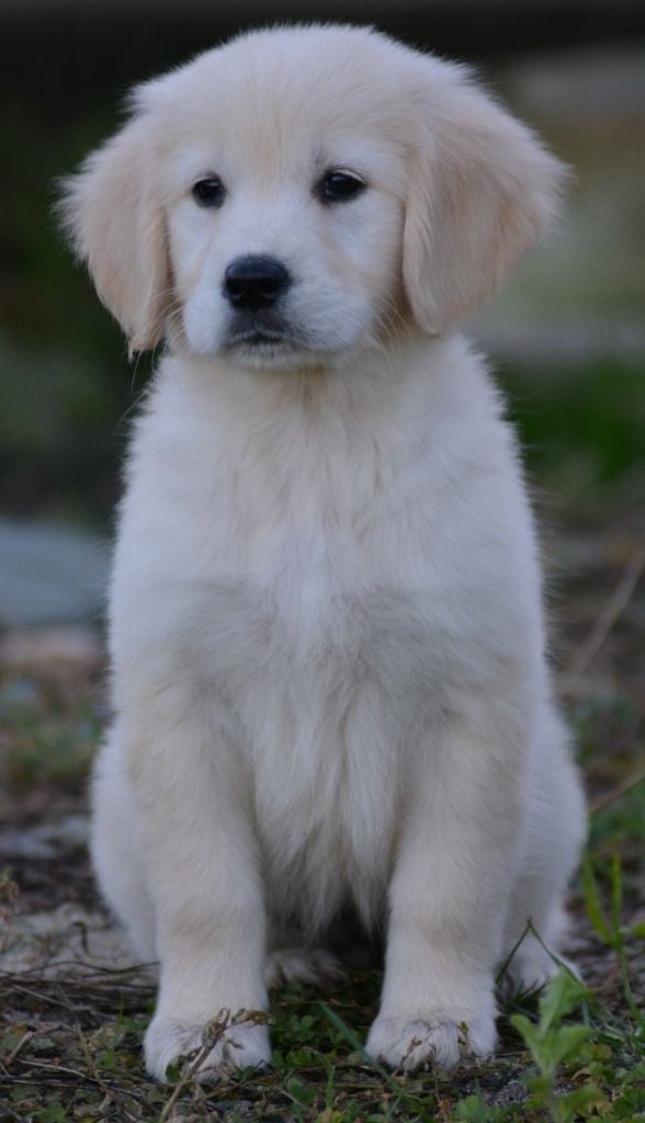 of three love angel - Golden Retriever - Portée née le 16/09/2023