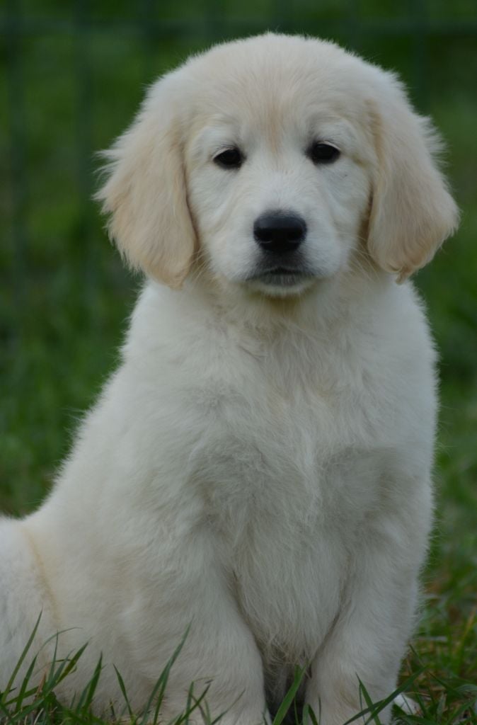 of three love angel - Golden Retriever - Portée née le 10/09/2023