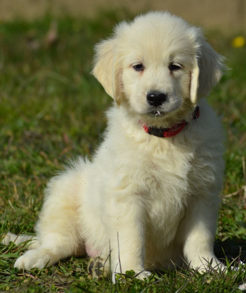 of three love angel - Chiots disponibles - Golden Retriever