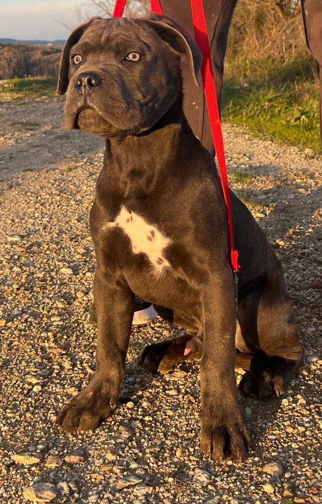 Orev D'Urkya - Chiots disponibles - Cane Corso