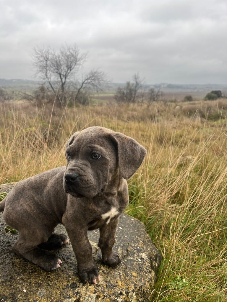 Orev D'Urkya - Chiots disponibles - Cane Corso