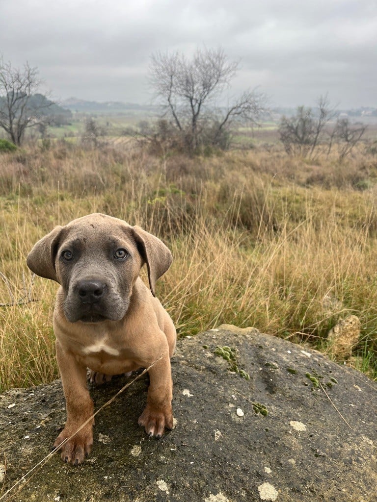 Orev D'Urkya - Chiots disponibles - Cane Corso