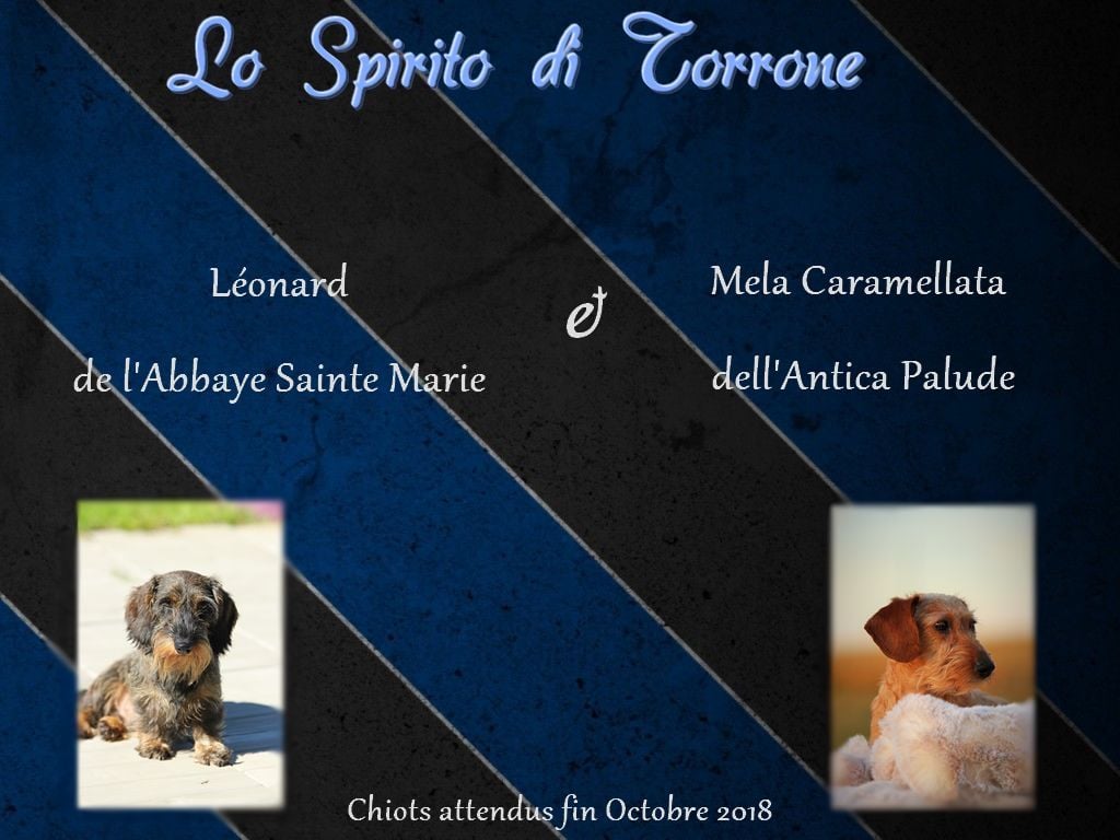 Lo Spirito Di Torrone - Portée attendue pour fin Octobre 