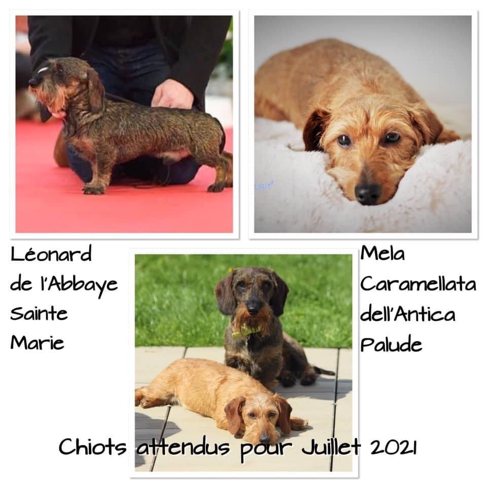 Chiots pour Juillet 2021