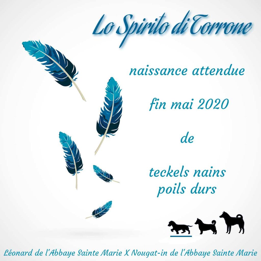 Chiots pour fin Mai 2020