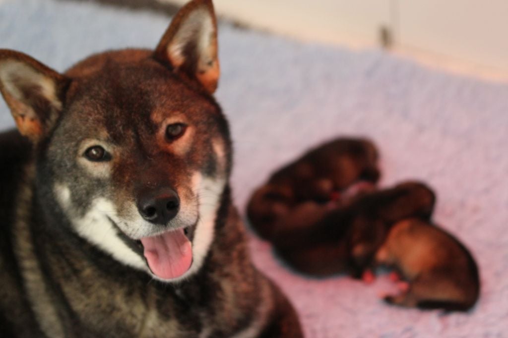 Les chiots sont nés !