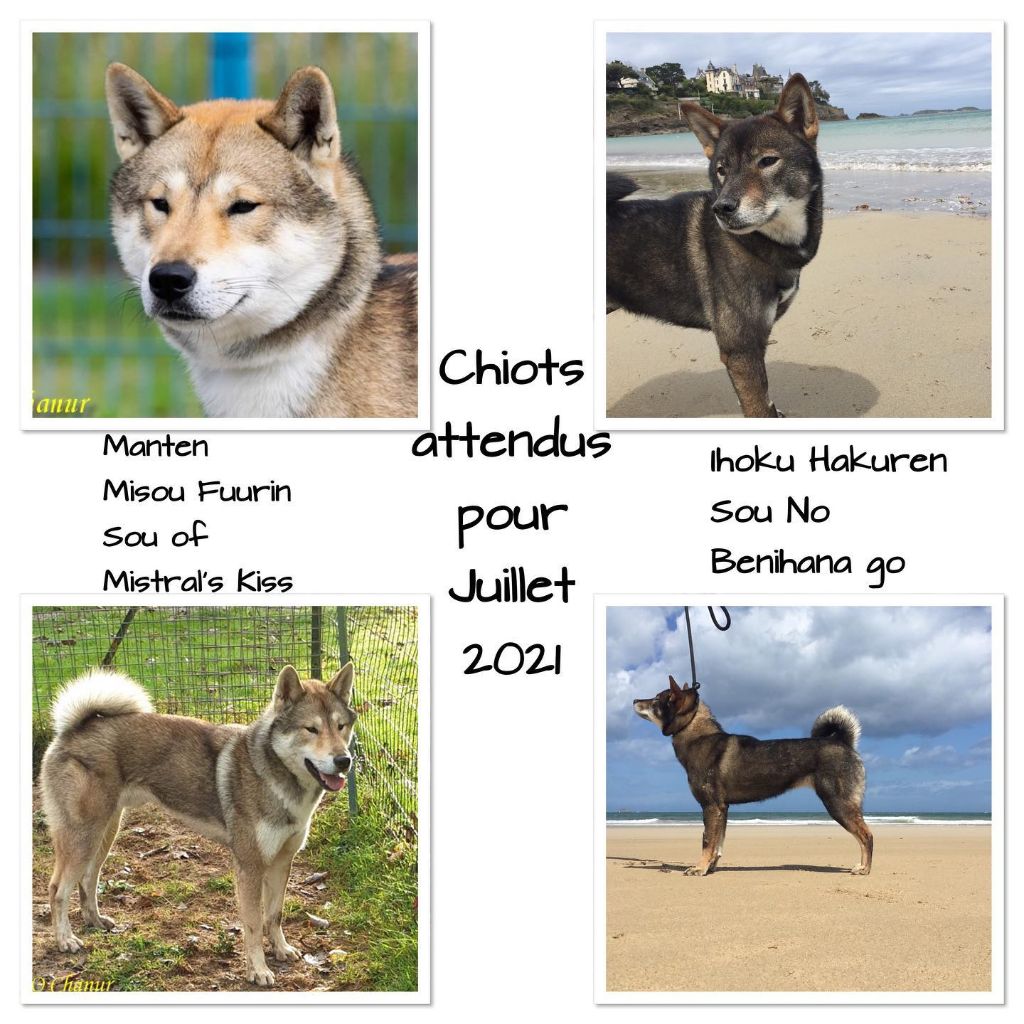 Chiots pour Juillet 2021