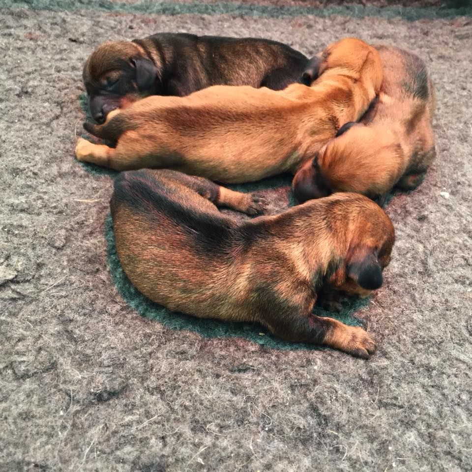 Les chiots sont là !