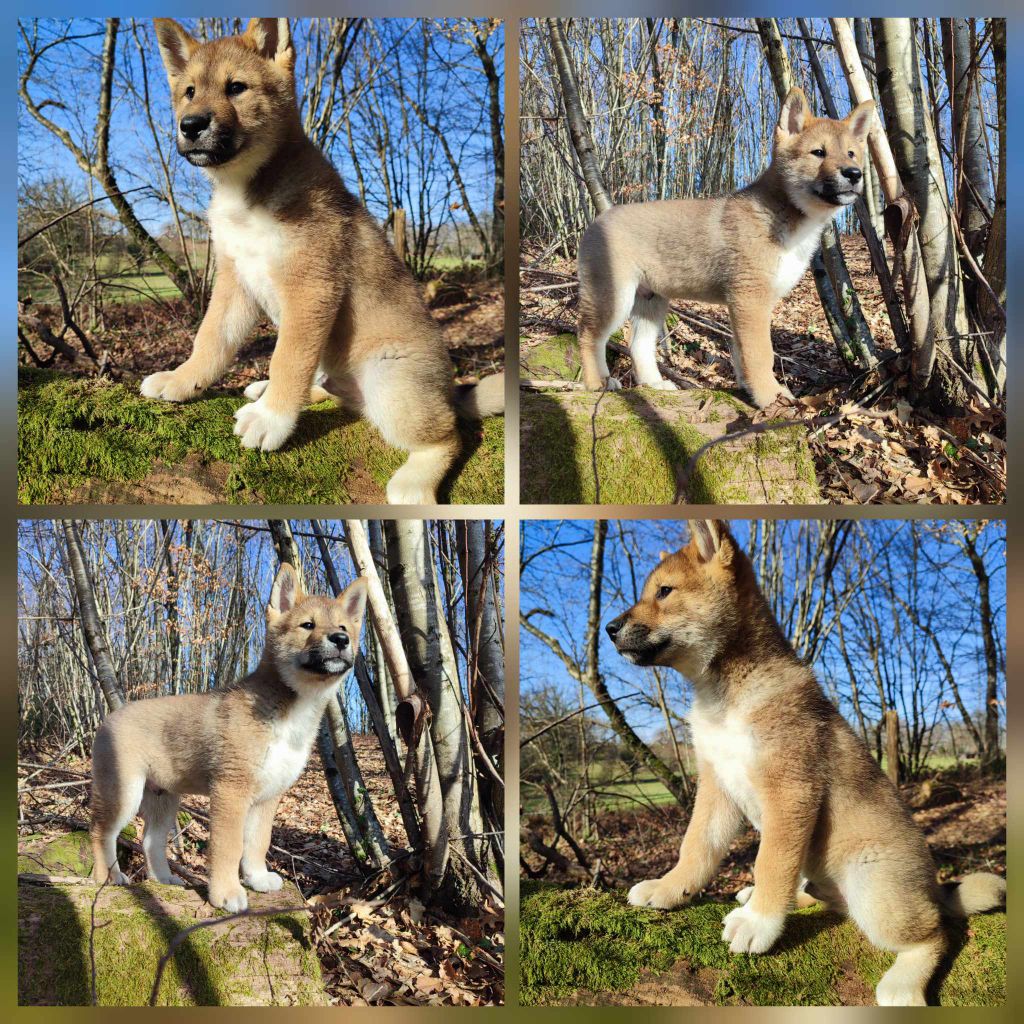 Lo Spirito Di Torrone - Chiots disponibles - Shikoku