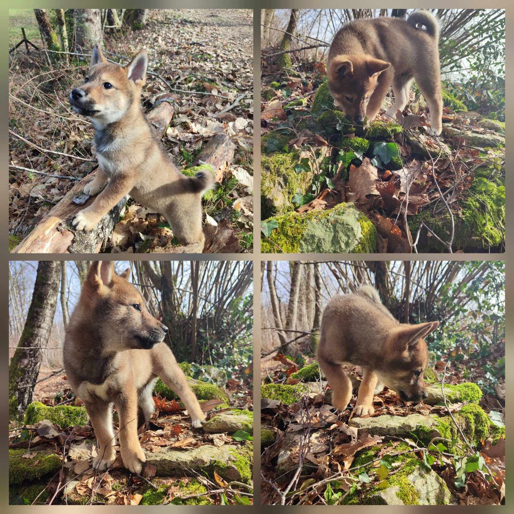 Lo Spirito Di Torrone - Chiots disponibles - Shikoku