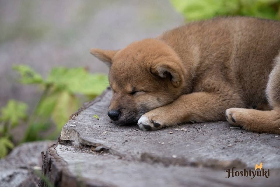 Go Hoshiyuki - Chiots Shiba Inu - Portée 2016