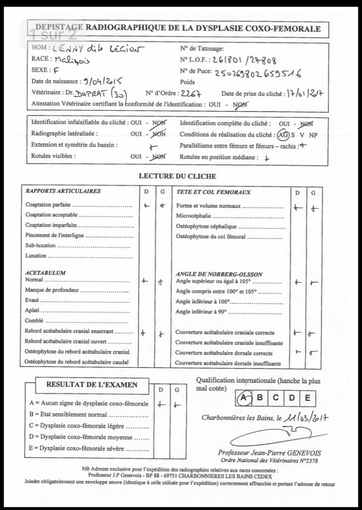 De L'esquisse Sauvage - Résultat Officiel Dépistage Dysplasie de la Hanche pour LEGION
