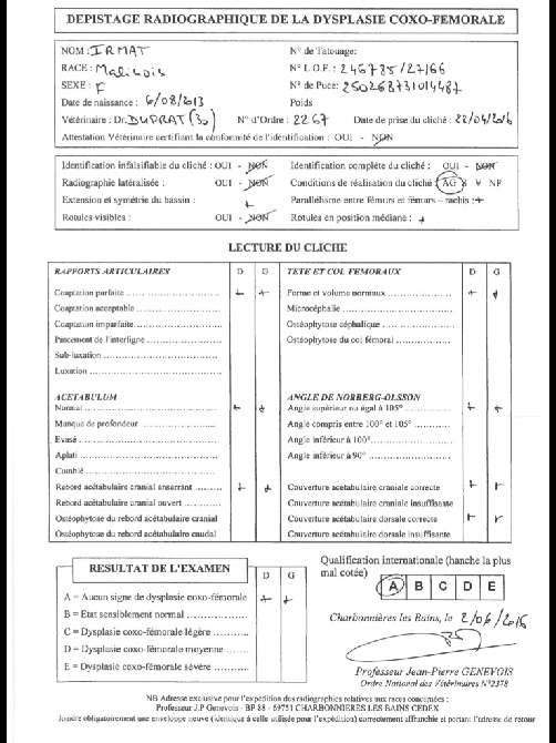 De L'esquisse Sauvage - Résultat Officiel Dépistage Dysplasie de la Hanche pour IRMAT