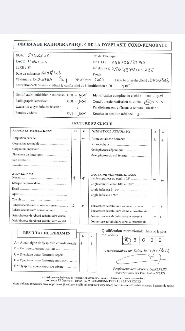 De L'esquisse Sauvage - Résultat Officiel Dépistage Dysplasie de la Hanche pour IMALGENE