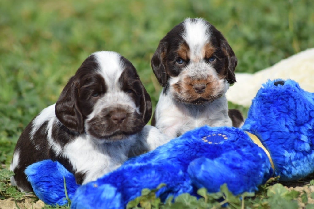 De L'esquisse Sauvage - Chiots disponibles - Cocker Spaniel Anglais