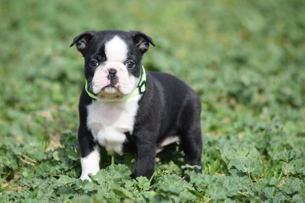 De L'esquisse Sauvage - Chiots disponibles - Boston Terrier