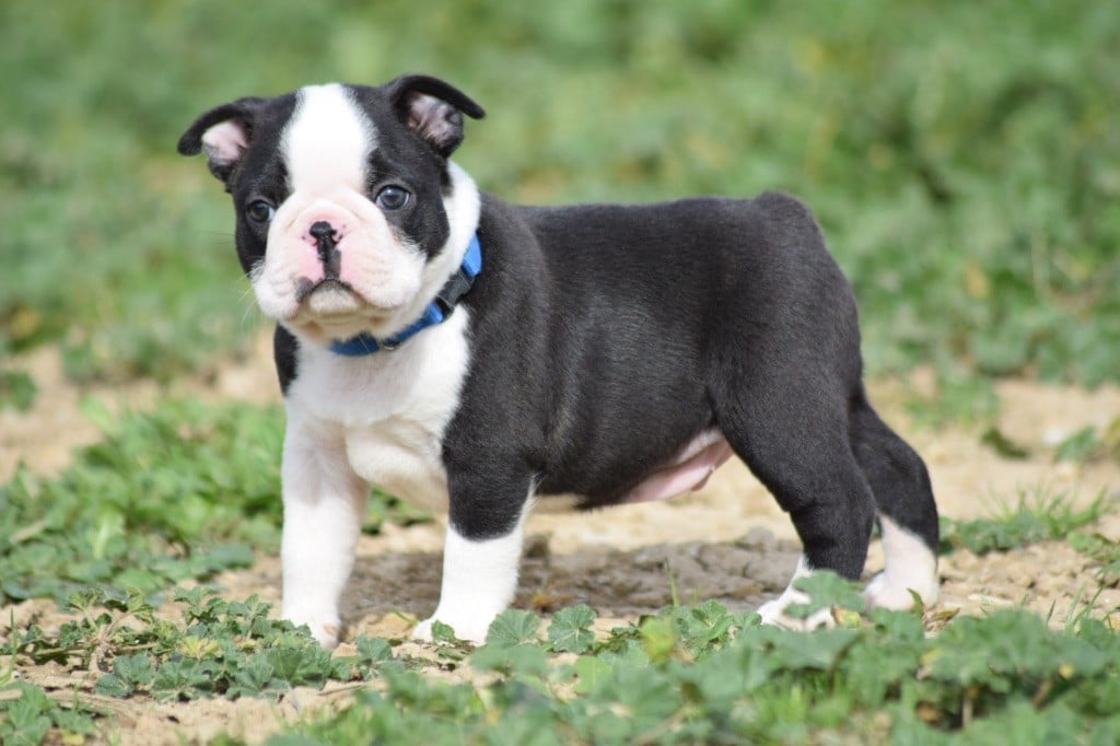 De L'esquisse Sauvage - Chiots disponibles - Boston Terrier