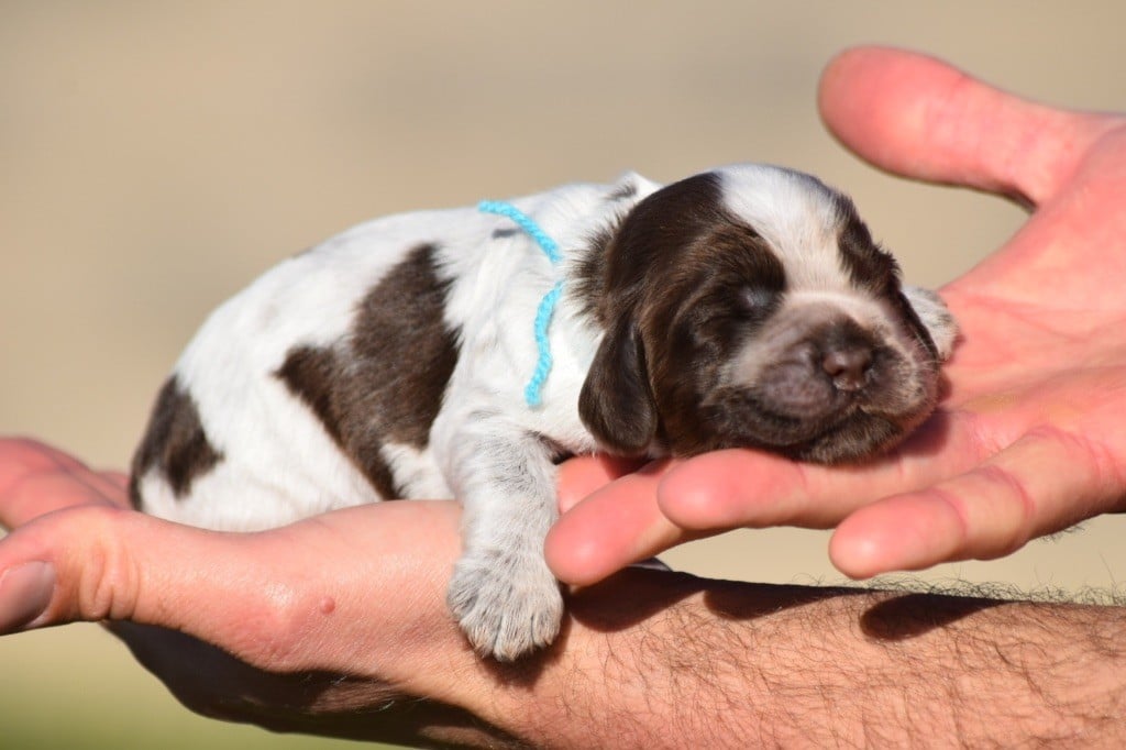 De L'esquisse Sauvage - Chiots disponibles - Cocker Spaniel Anglais