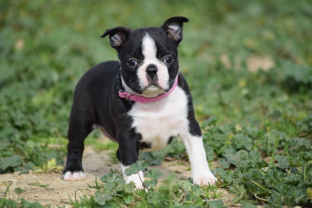 De L'esquisse Sauvage - Chiots disponibles - Boston Terrier