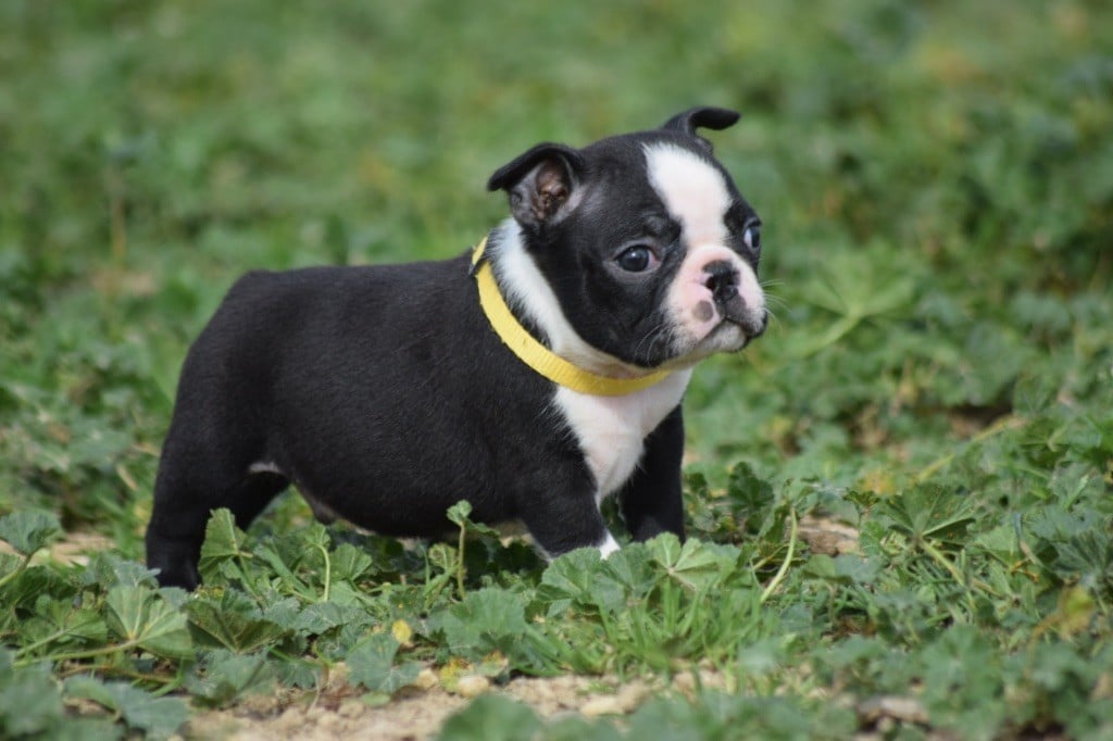 De L'esquisse Sauvage - Chiots disponibles - Boston Terrier