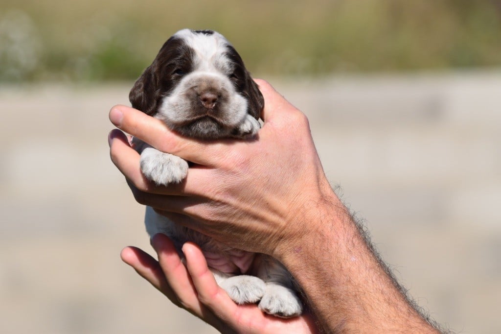 De L'esquisse Sauvage - Chiots disponibles - Cocker Spaniel Anglais