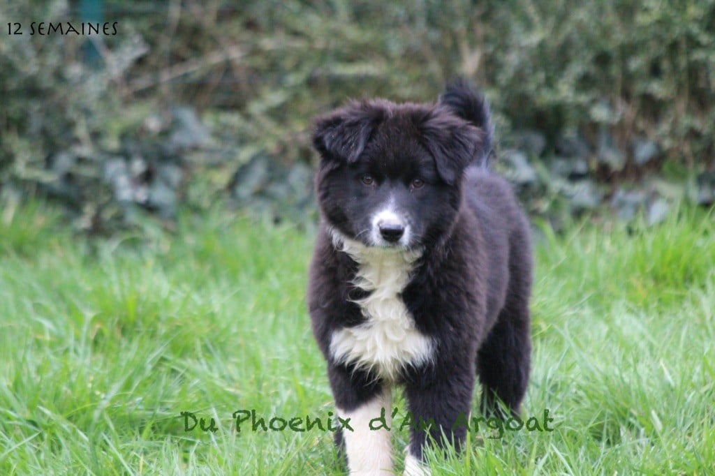 Du Phoenix D'an Argoat - Chiots disponibles - Berger Australien